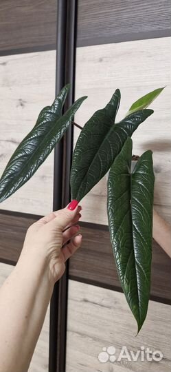 Алоказия Scalprum