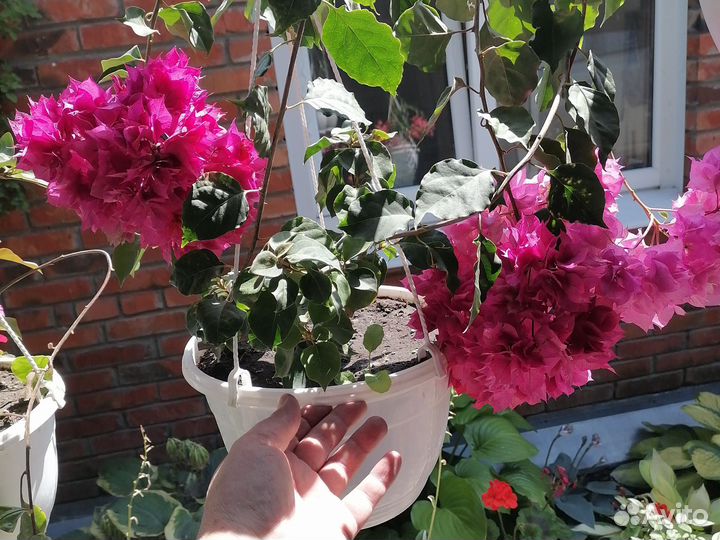 Бугенвиллия