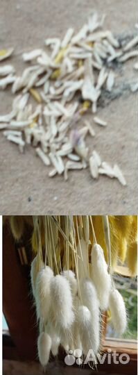 Семена, лагурус