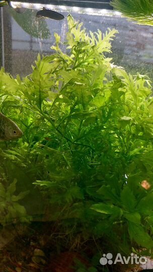 Аквариумное растение