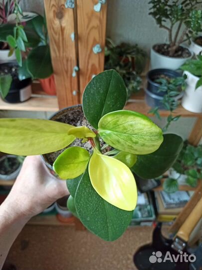 Сциндапсус, пеперомия, мята комн, монстер вар