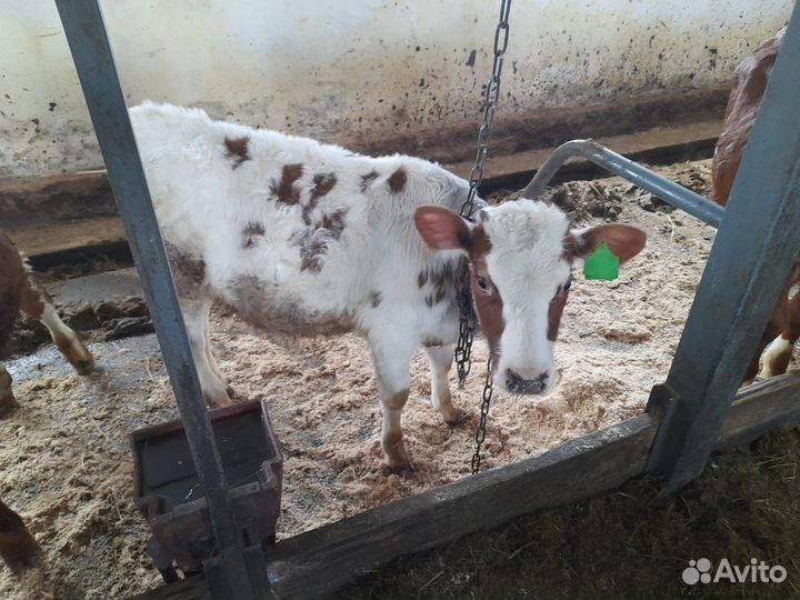 Бычки и телята Венгерская порода