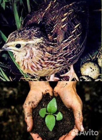 Помёт перепелов для удобрения бесплатно