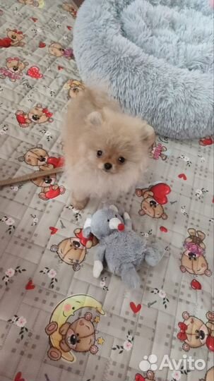 Девочка миничка