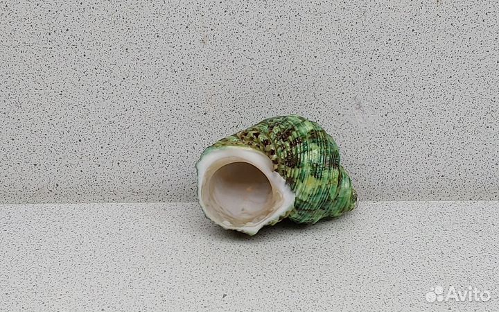Турбо Красус 6 морская ракушка раковина