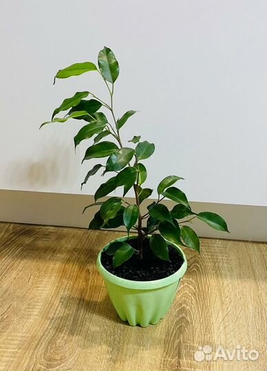 Фикус Бенджамина