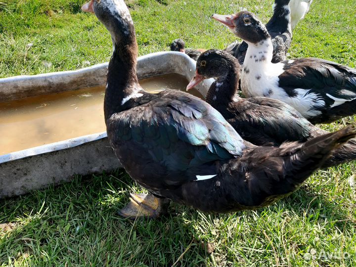 Индоутки- Гуси