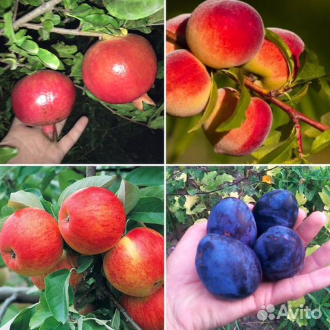 Саженцы не опт