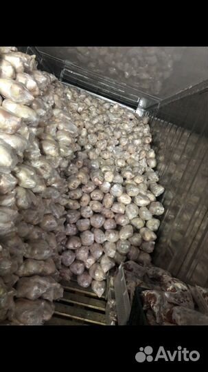 Мясо бройлера халяль,Оптом,фарш,рулет куринный