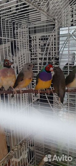 Амадины Гульды