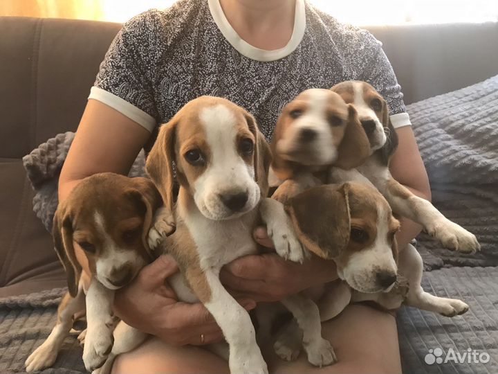 Щенки бигль