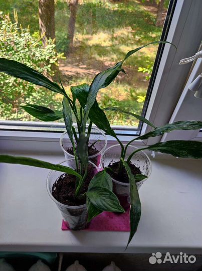 Спатифиллум Домино