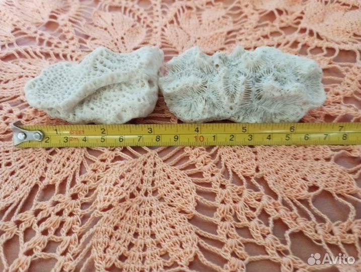 Морские кораллы