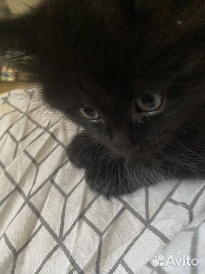 Продам котят