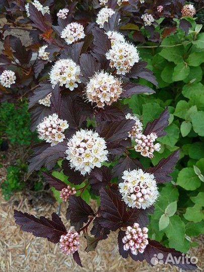 Декоративные кустарники