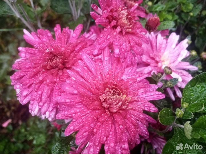 Хризантема корейская,мультифлора