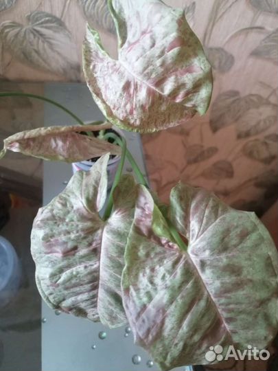 Мурайя, сингониумы