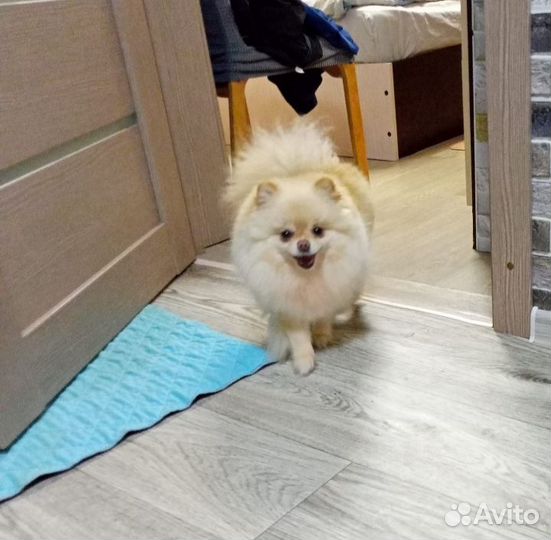 Шпиц (девочка)