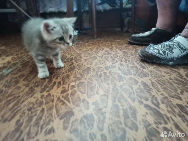 Красивые котята