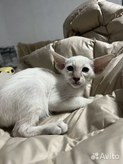 Сиамоориентальная кошечка