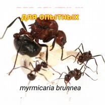 Myrmicaria brunnea