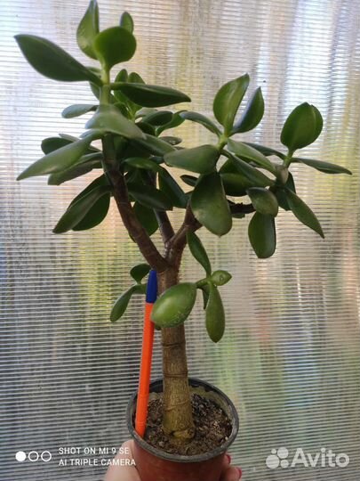 Толстянка денежное дерево