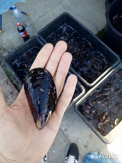 Мидии черноморские