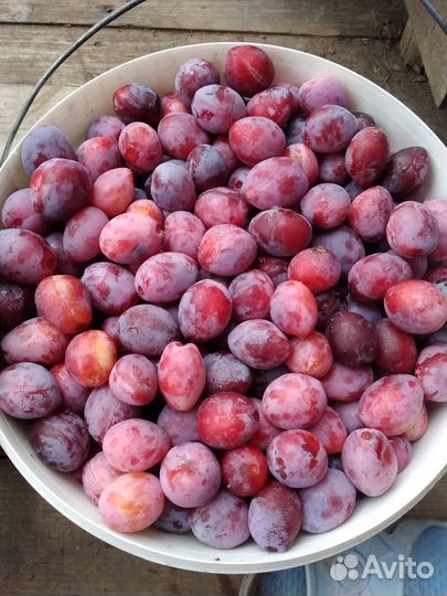 Слива крыжовник (заморозка) тыква