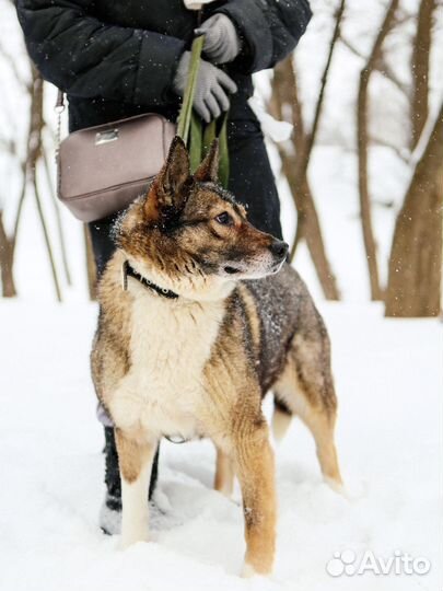 Тома грустит в приюте Некрасовка