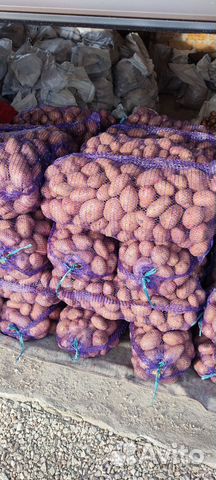 Картофель Славянка,Рэд Леди, Алладин купить в Старом Крыме | Товары для ...