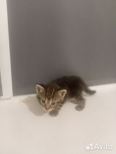 Отдам в добрые руки котят