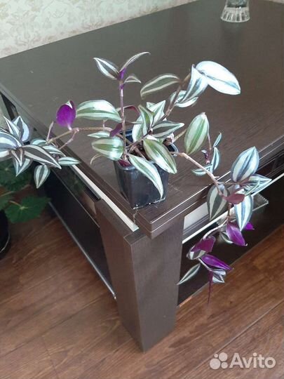 Традесканция зебрина висячая