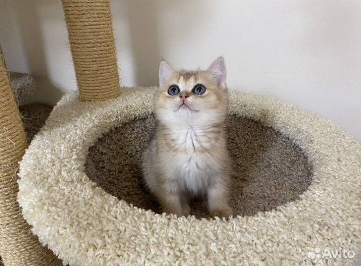 Британская золотая Кукла