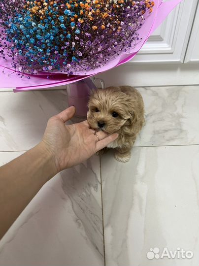 Мальтипу ф1 девочка Корея меллер премиум