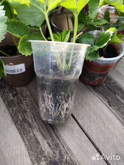 Саженцы клубники