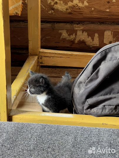 Котенок бесплатно мальчик