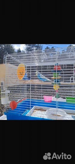 Волнистые попугайчики