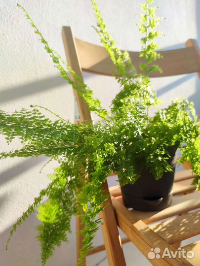 Папоротник мариса + Urban jungle