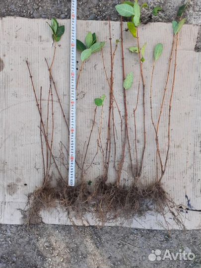 Саженцы жимолости оптом