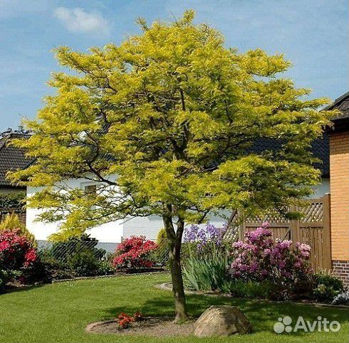 Гледичия Трехколючковая семена