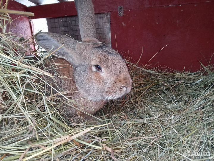 Продам кроликов, самцы