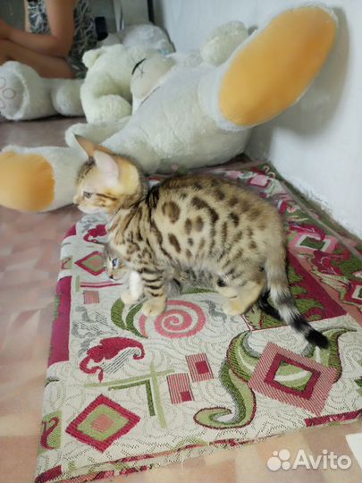 Бенгальская кошка