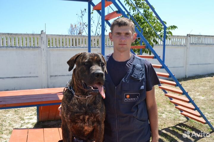 Услуги кинолога