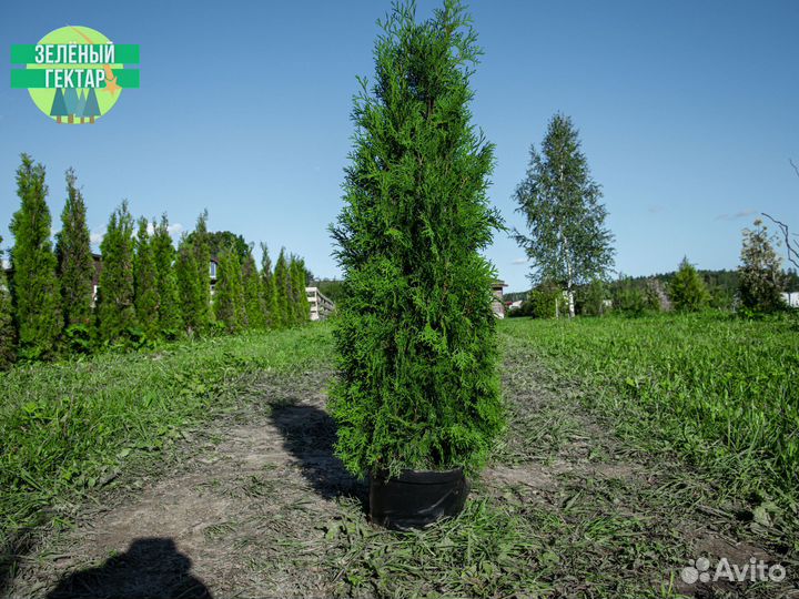 Туя колумна 1,4 м свежая копка 2023