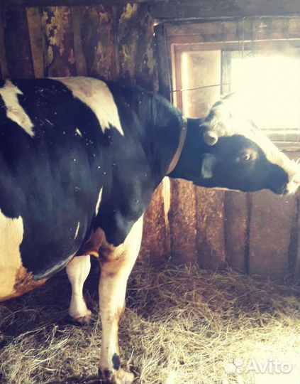 Быки на племя