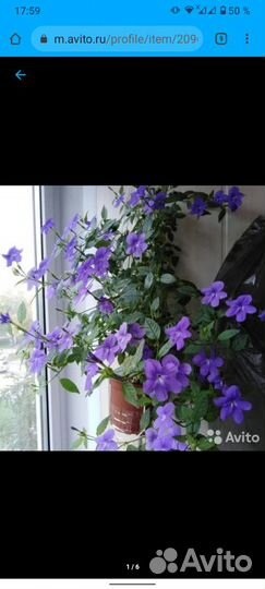 Комнатные растения