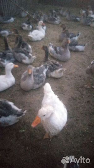 Крупные серые гуси