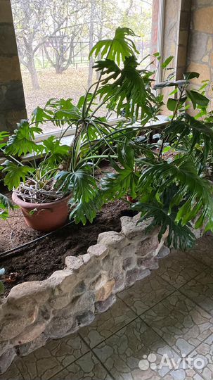 Филодендрон