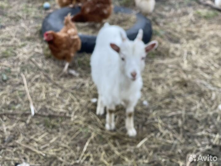 Козы дойные, козлы и козочки