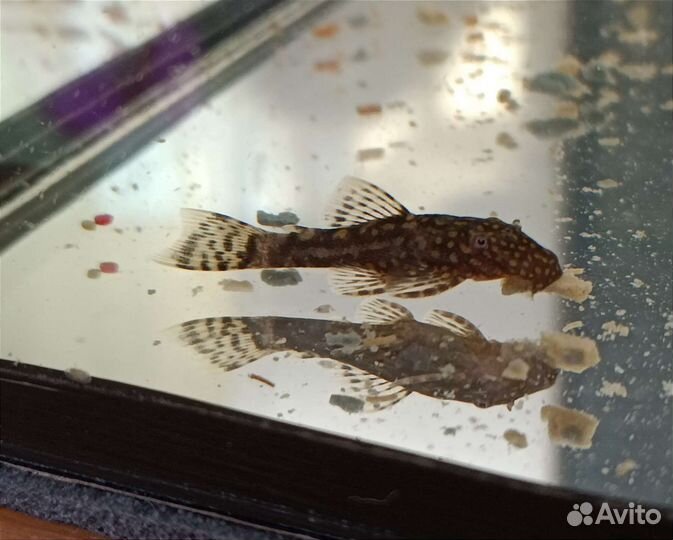 Анциструс сомик 4 мес